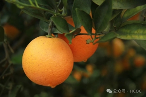 商会参加2024怀化麻阳冰糖橙采摘季开幕式